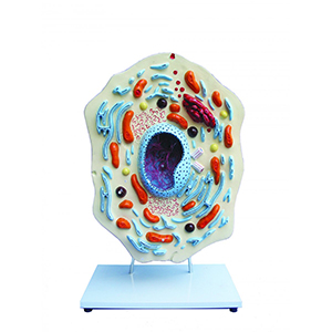 Cell Biology Model
